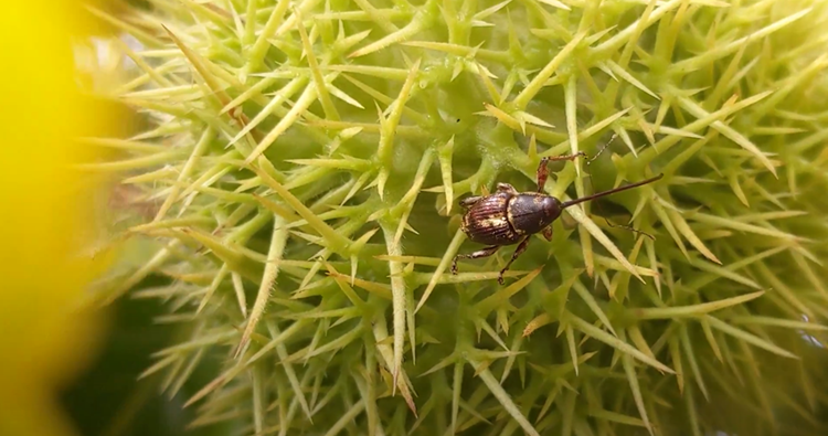 Lesser chestnut weevil on chestnut fruit.